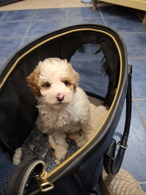 Törpe uszkár kisfiú 8 hetes. - kép 3