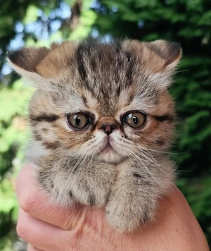 Exotikus perzsa kiscicák elérhetőek 