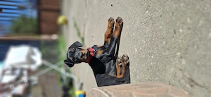 Dobermann kislány gazdit keres  - kép 4