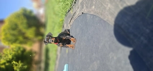 Dobermann kislány gazdit keres  - kép 7
