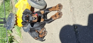 Dobermann kislány gazdit keres  - kép 6