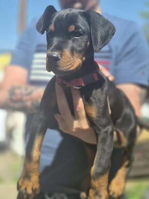 Dobermann kislány gazdit keres 