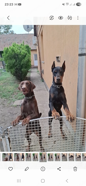 Dobermann kislány gazdit keres  - kép 8