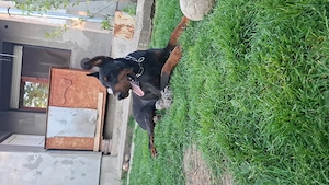 Dobermann kislány gazdit keres  - kép 9