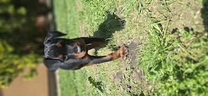 Dobermann kislány gazdit keres  - kép 2