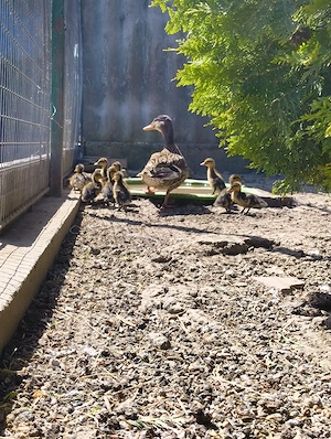 Tőkés réce (vadkacsa) növendékek eladók! - kép 2
