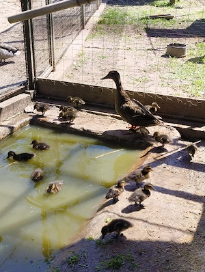 Tőkés réce (vadkacsa) növendékek eladók!