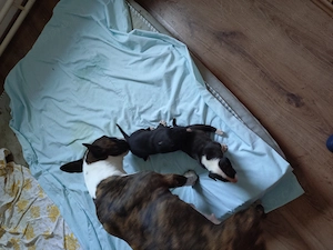 Bullterrier kiskutyák keresik szerető gazdijukat - kép 3