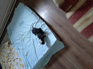 Bullterrier kiskutyák keresik szerető gazdijukat - kép 5