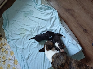 Bullterrier kiskutyák keresik szerető gazdijukat - kép 2