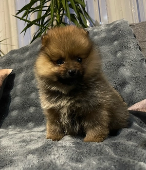 Pomerániai Törpe Spitz kiskutyák Pomerániai Törpespicc - kép 2