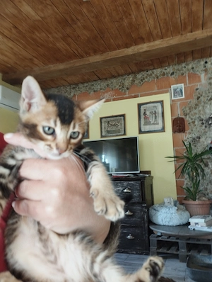 Abesszin kiscica