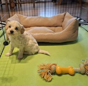 Maltipoo fajtatiszta jellegű kan kiskutya - kép 4