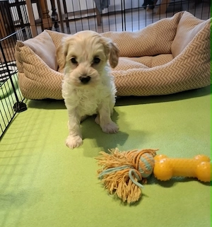 Maltipoo fajtatiszta jellegű kan kiskutya - kép 3