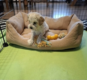 Maltipoo fajtatiszta jellegű kan kiskutya - kép 5