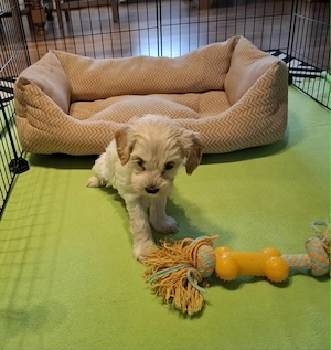 Maltipoo fajtatiszta jellegű kan kiskutya - kép 2