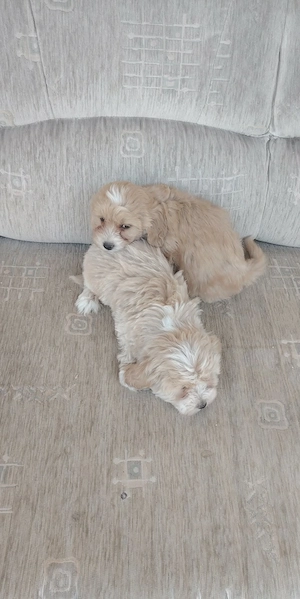 Maltipoo és Shitzu fiúk eladók