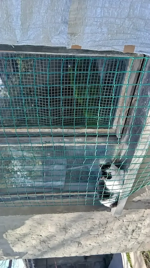 Eladó erősen felújítandó ház békés megyében