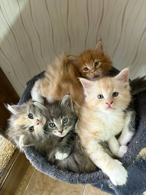 Maine Coon - kép 4