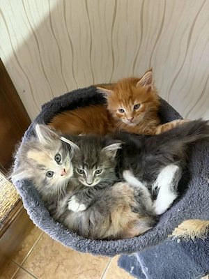 Maine Coon - kép 2