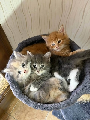 Maine Coon - kép 3