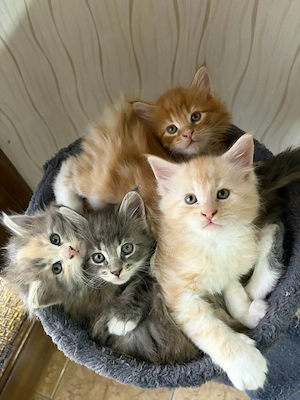 Maine Coon