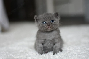 Gyönyörű plüss brit-scottish kiscicák eladók  - kép 2