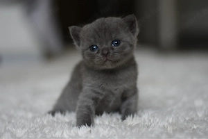 Gyönyörű plüss brit-scottish kiscicák eladók 