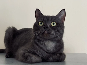 Gyönyörű plüss brit-scottish kiscicák eladók  - kép 4