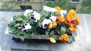 Canon MG6650 másoló & lapolvasó & tintasugaras nyomtató - kép 2