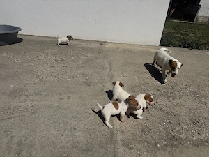 Jack russel terrier kiskutyák - kép 2