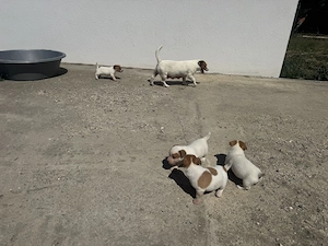 Jack russel terrier kiskutyák