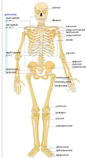 Prémium Masszázs és Arcfiatalítás   XI. Kerület Az Otthona Kényelmében!     - kép 5