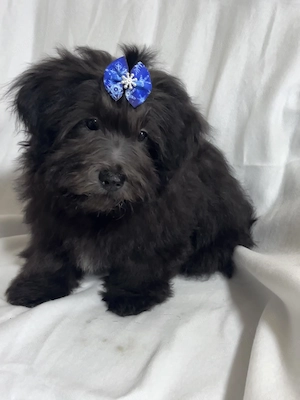 Bolonka Cvetna ritka orosz bichon kiskutyák - kép 3
