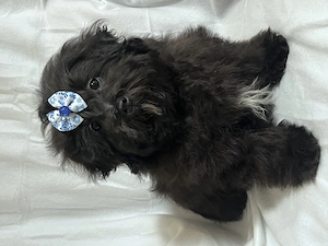 Bolonka Cvetna ritka orosz bichon kiskutyák - kép 5