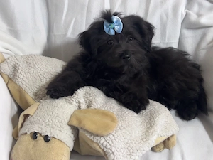 Bolonka Cvetna ritka orosz bichon kiskutyák - kép 7