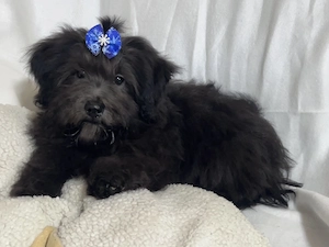 Bolonka Cvetna ritka orosz bichon kiskutyák - kép 2