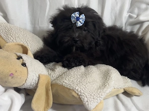 Bolonka Cvetna ritka orosz bichon kiskutyák - kép 4