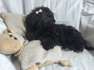 Bolonka Cvetna ritka orosz bichon kiskutyák - kép 9
