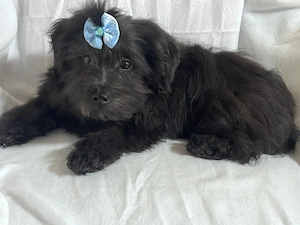 Bolonka Cvetna ritka orosz bichon kiskutyák - kép 8