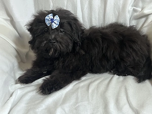 Bolonka Cvetna ritka orosz bichon kiskutyák - kép 6
