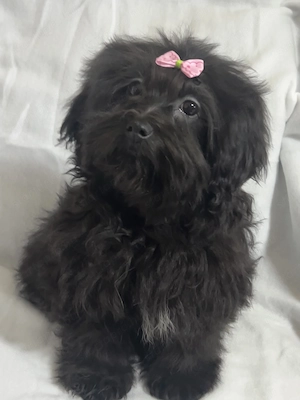 Bolonka Cvetna ritka orosz bichon kiskutyák - kép 10