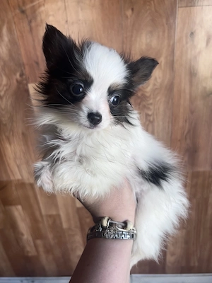 Papillon pillangó kutya törzskönyves kiskutyák - kép 3