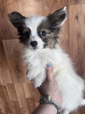 Papillon pillangó kutya törzskönyves kiskutyák - kép 2