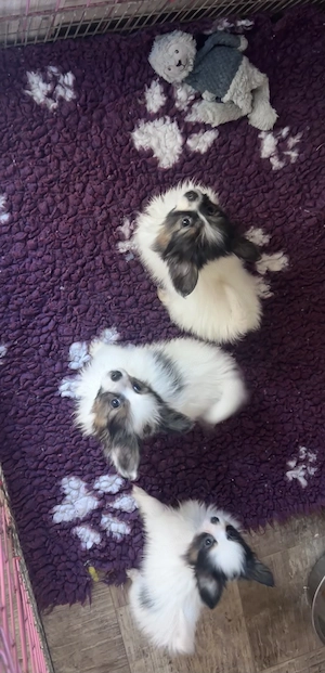 Papillon pillangó kutya törzskönyves kiskutyák - kép 4