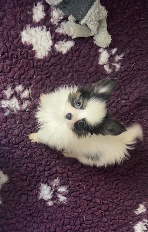 Papillon pillangó kutya törzskönyves kiskutyák - kép 6