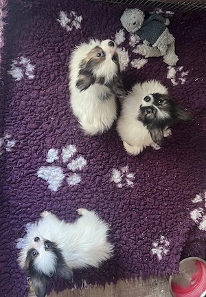 Papillon pillangó kutya törzskönyves kiskutyák - kép 5