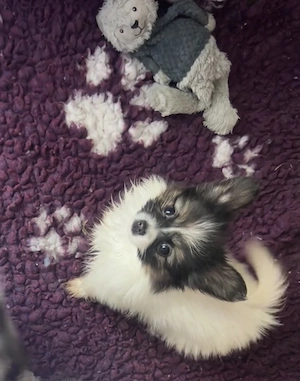 Papillon pillangó kutya törzskönyves kiskutyák - kép 9