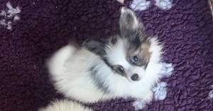 Papillon pillangó kutya törzskönyves kiskutyák - kép 8