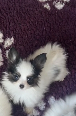 Papillon pillangó kutya törzskönyves kiskutyák - kép 7